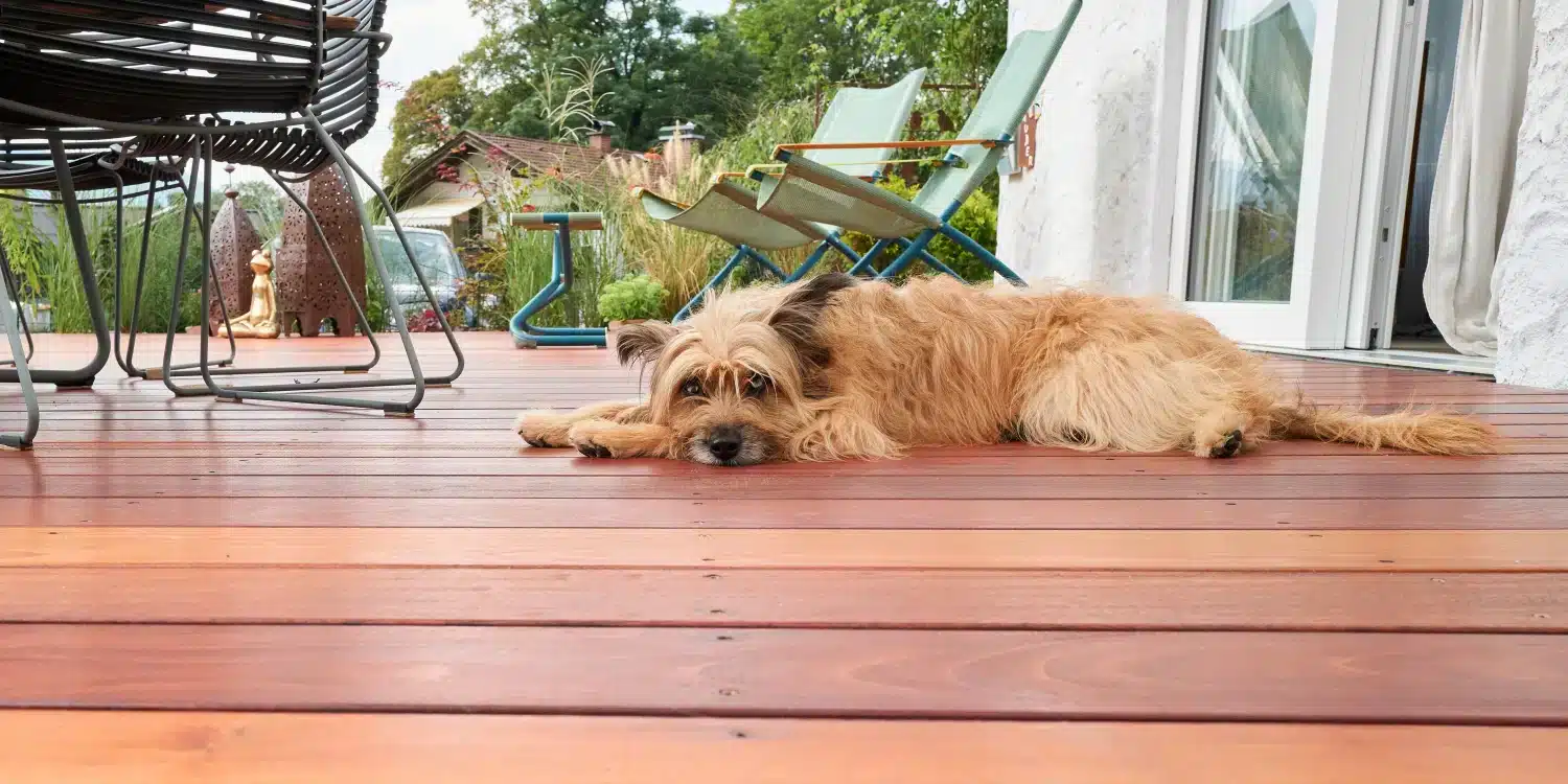 Terrasse béton et animaux de compagnie : quelles précautions prendre ?