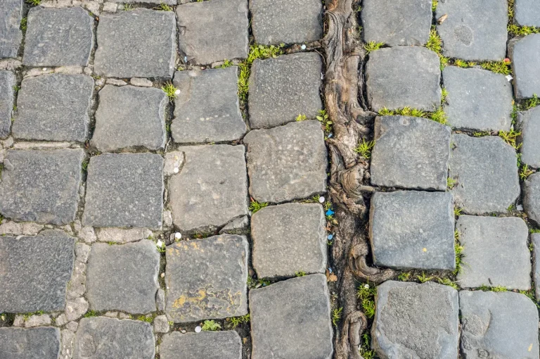 Le béton décoratif face aux racines d’arbres : danger ou pas ?